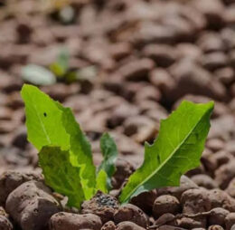 Argila Expandata, Sac 7L