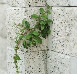 Bloc Zid De Colt Siena 50x25x15 cm