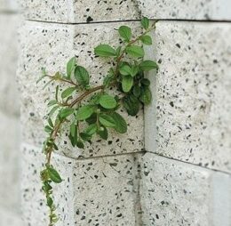 Bloc Zid De Colt Siena 50x25x15 cm