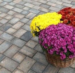 Travia Mix Color, Symm 10