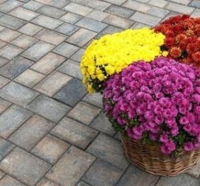 Travia Mix Color, Symm 10